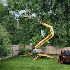 Best Palm Tree Trimming  in USA